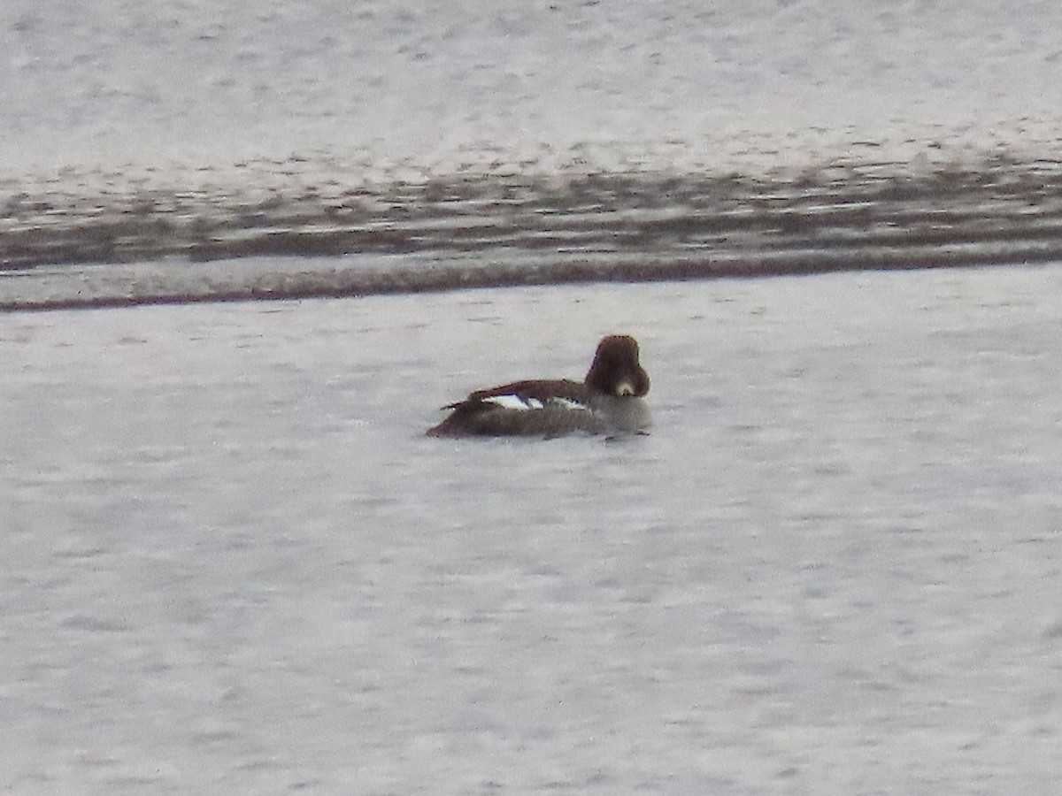 Barrow's Goldeneye - ML523735321