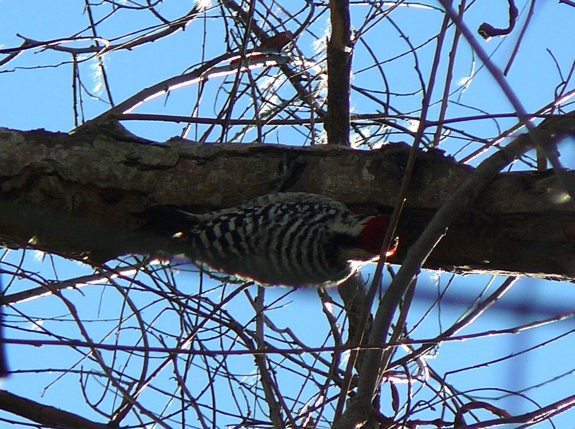 Ladder-backed Woodpecker - ML523736001