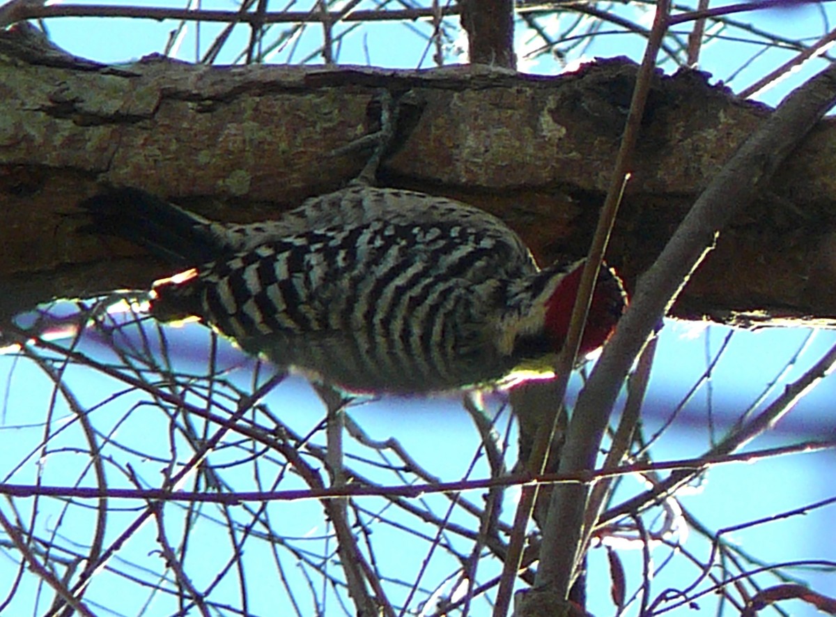 Ladder-backed Woodpecker - ML523736011