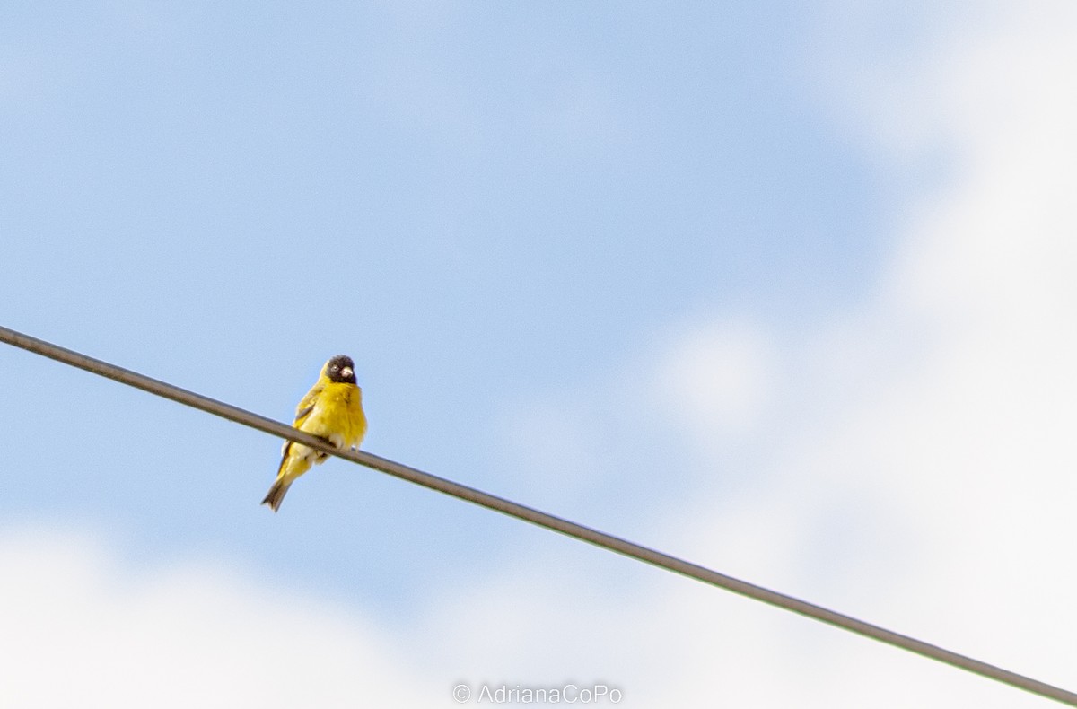 Hooded Siskin - ML523736131