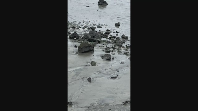 Red Phalarope - ML523736531