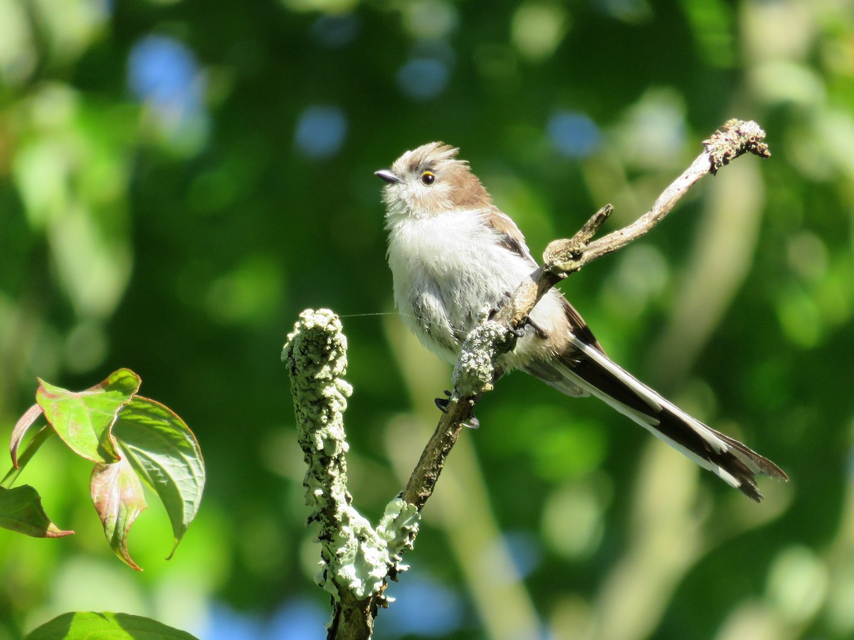 Long-tailed Tit - ML523736831