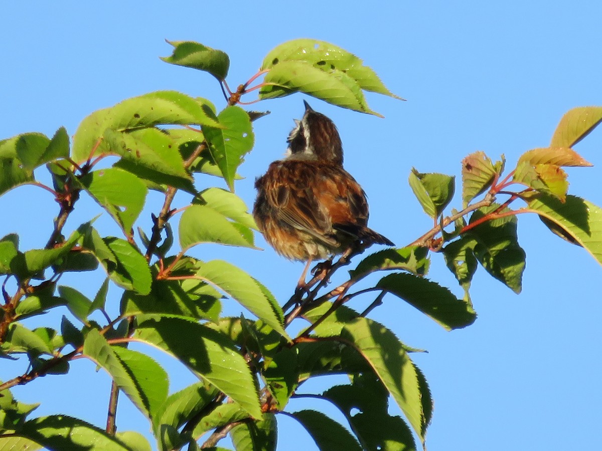 Meadow Bunting - ML523736911