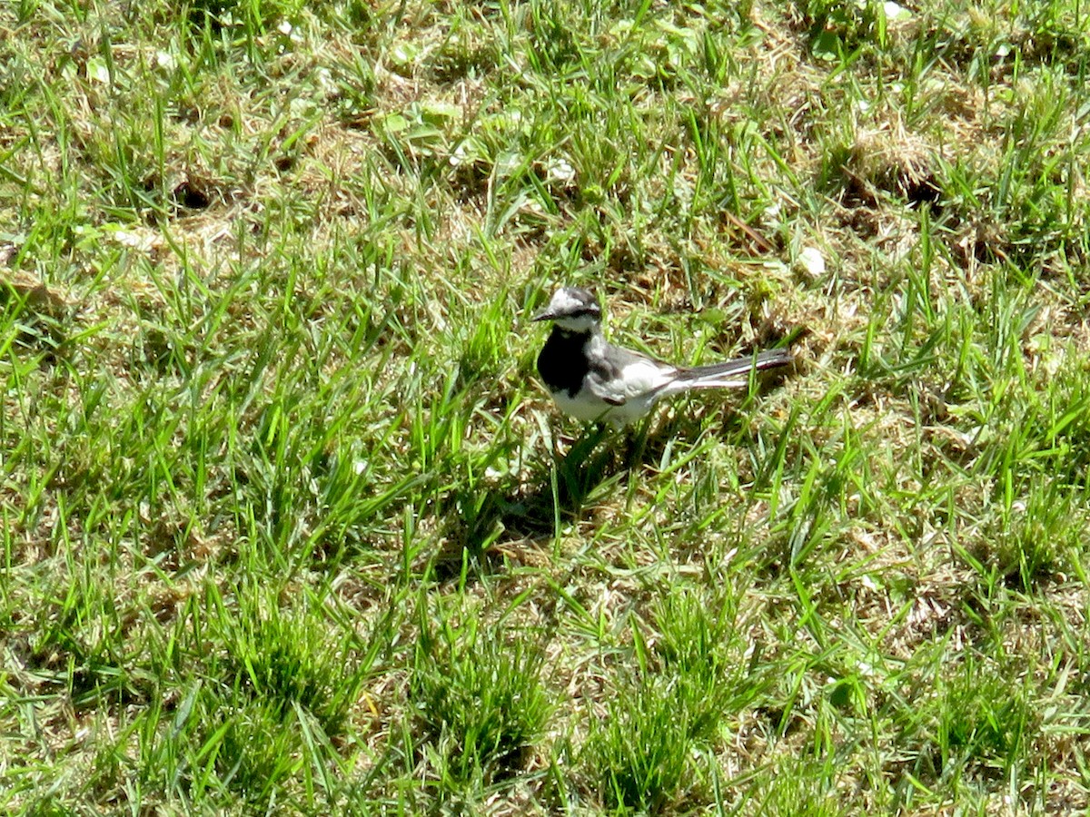 White Wagtail - ML523736961
