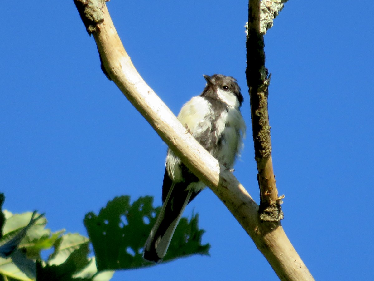 Asian Tit (Japanese) - ML523737761