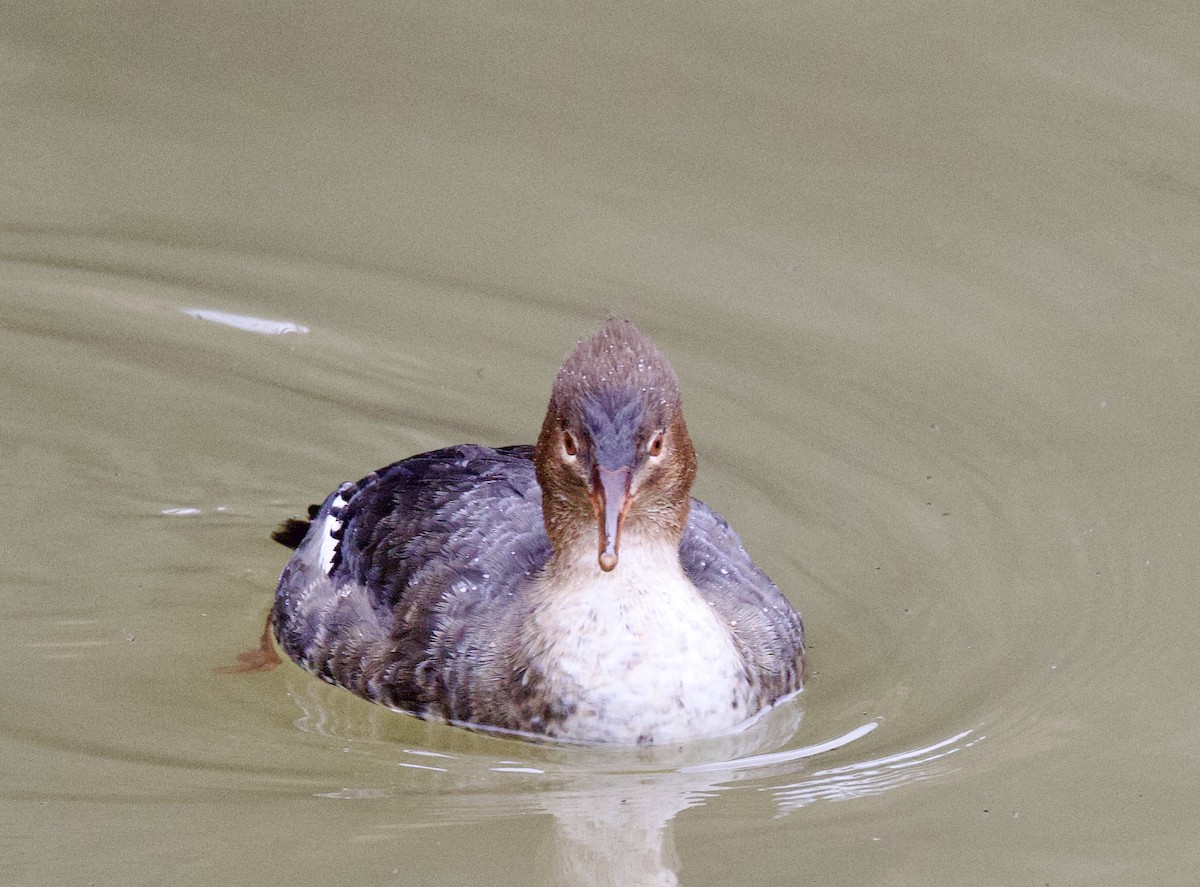 Red-breasted Merganser - ML523738881