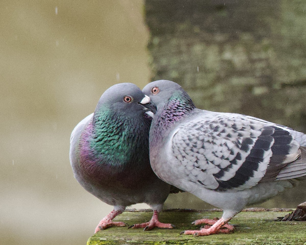 Rock Pigeon (Feral Pigeon) - ML523739051