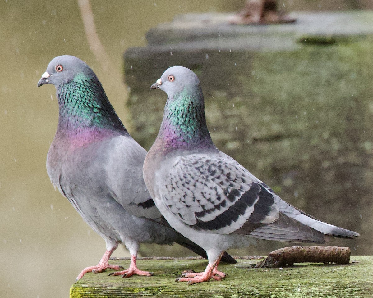 Rock Pigeon (Feral Pigeon) - Dave Bengston