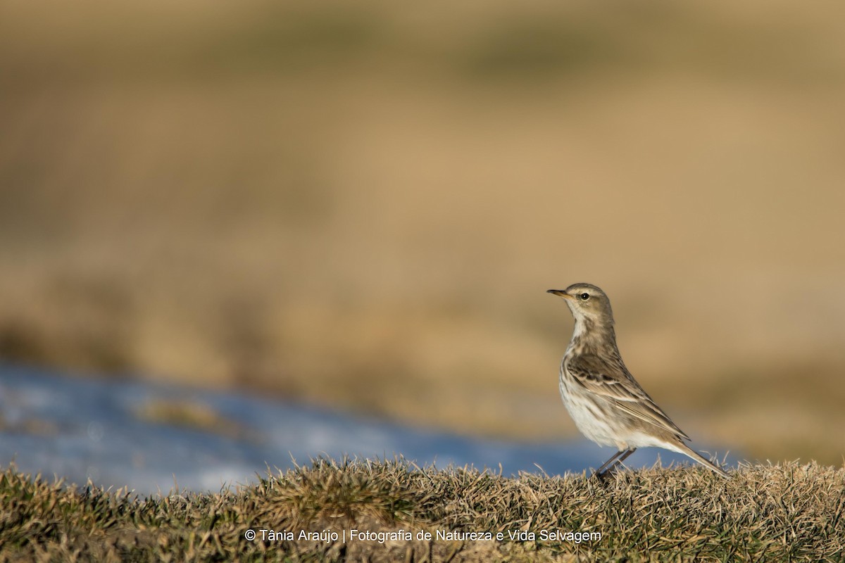Water Pipit - ML52373911