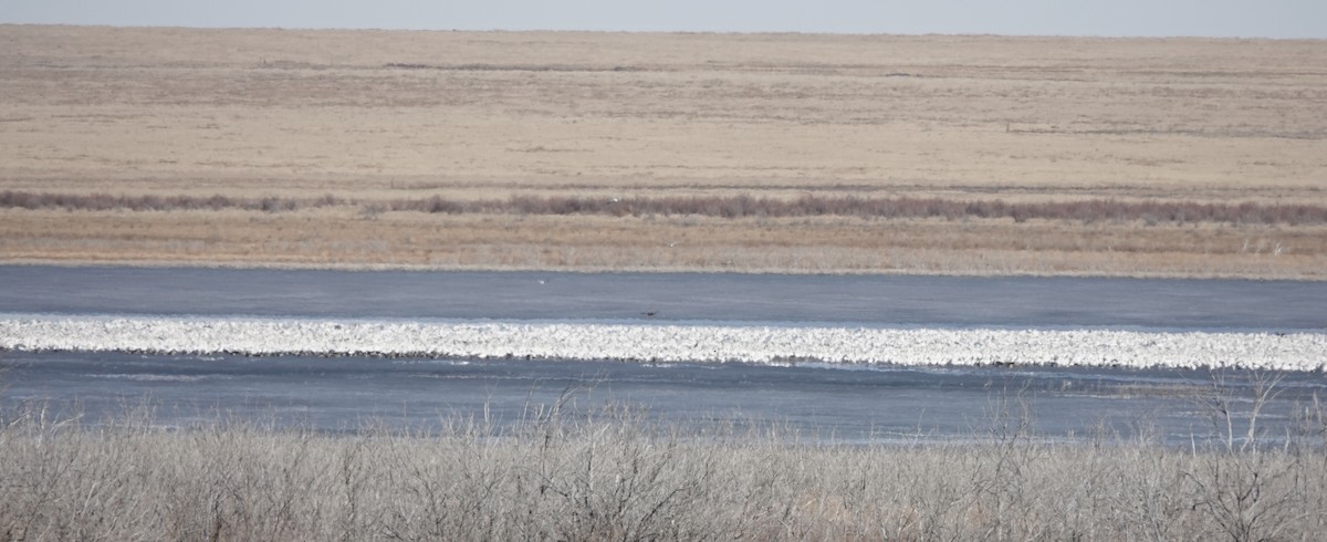 Snow Goose - Patricia Cullen