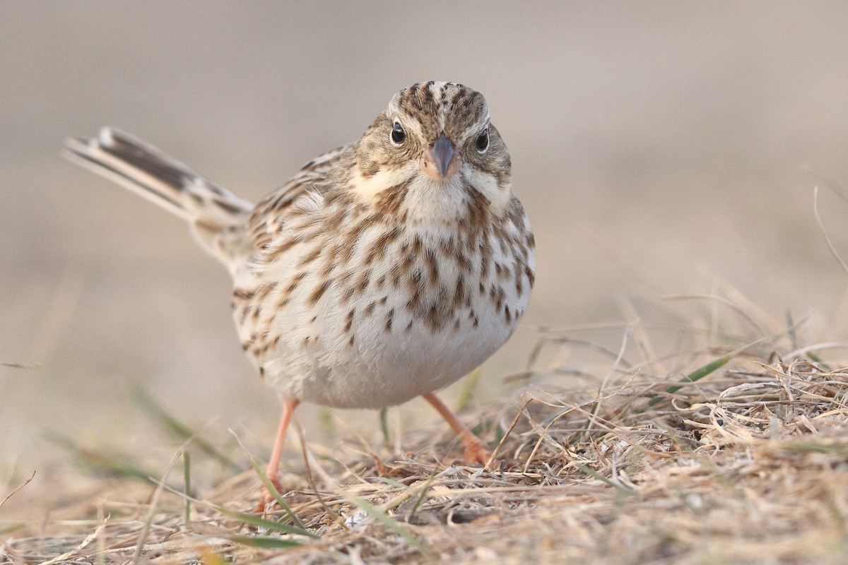 Savannah Sparrow (Ipswich) - Sam Zhang