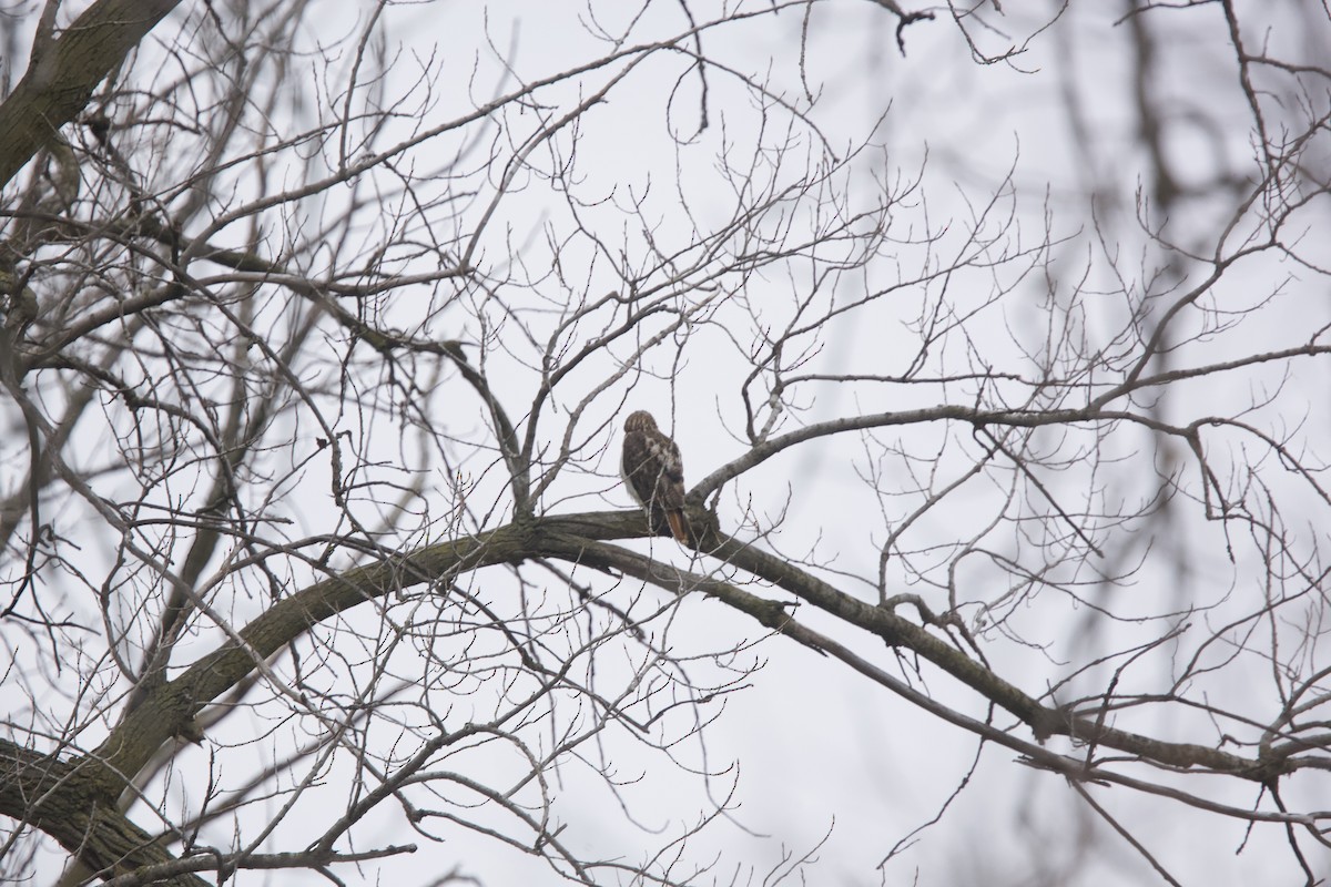 Red-tailed Hawk - ML523740441