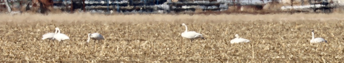 Trumpeter Swan - ML523741121