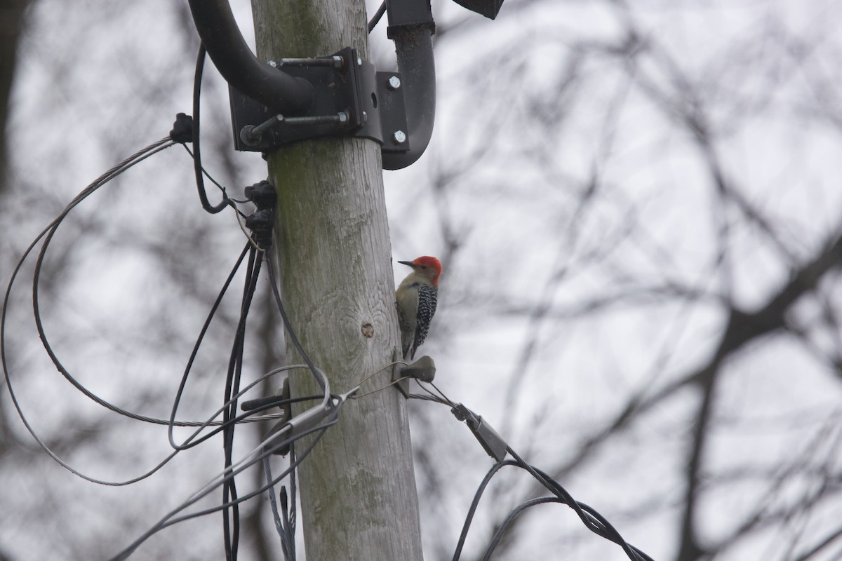 Red-bellied Woodpecker - ML523741151