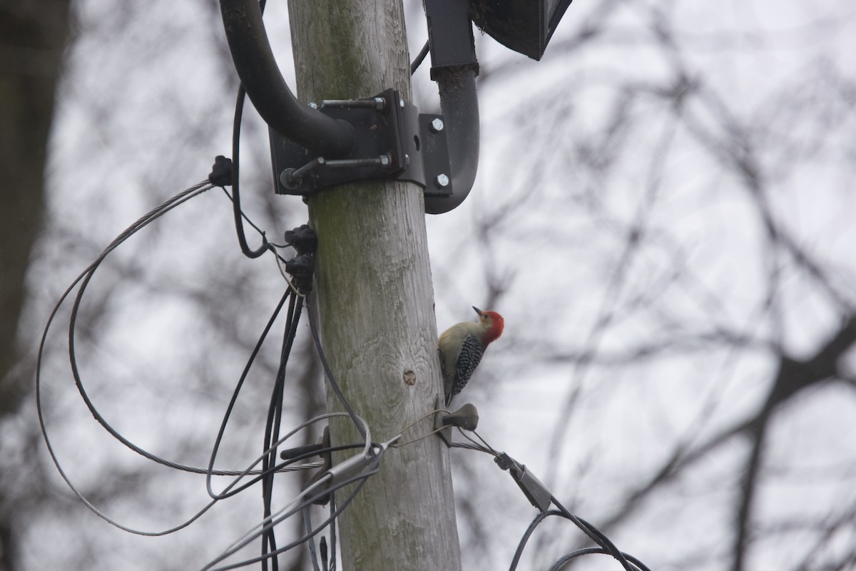 Red-bellied Woodpecker - ML523741161