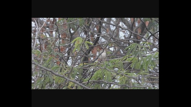 Prinia Frentirrufa - ML523741311