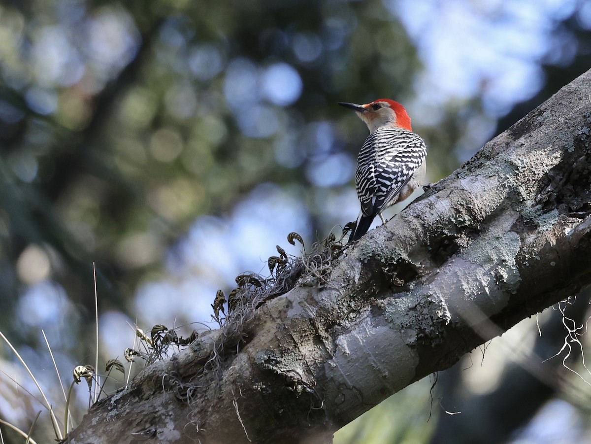 Red-bellied Woodpecker - Glenn and Ellen Peterson