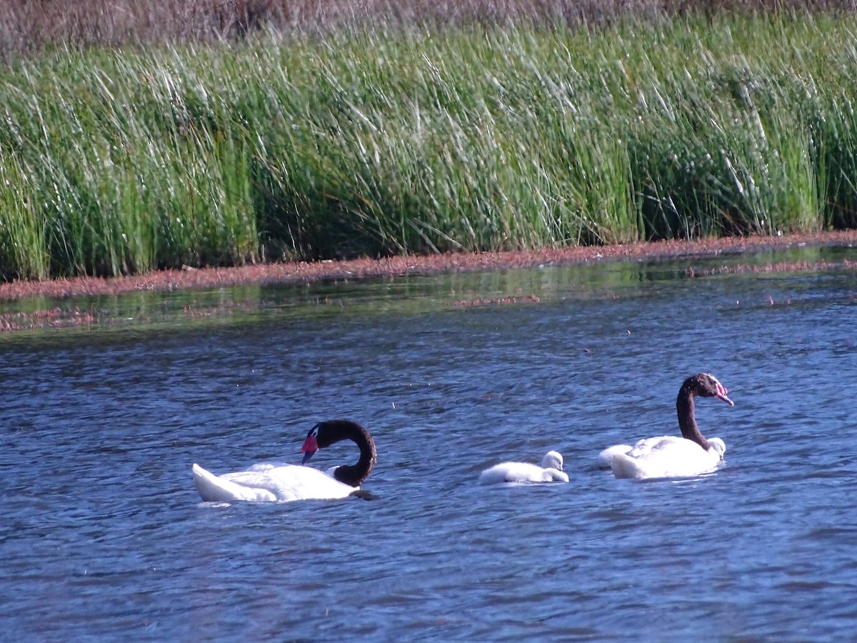 Black-necked Swan - ML523741591