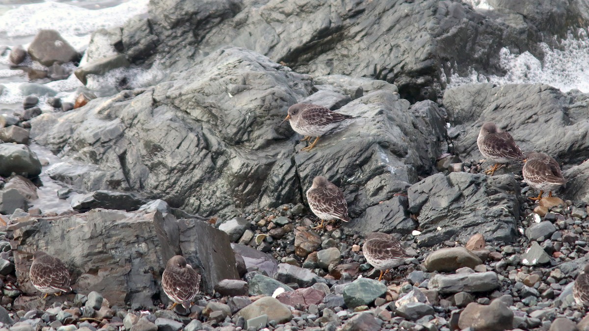 Purple Sandpiper - Jared Clarke