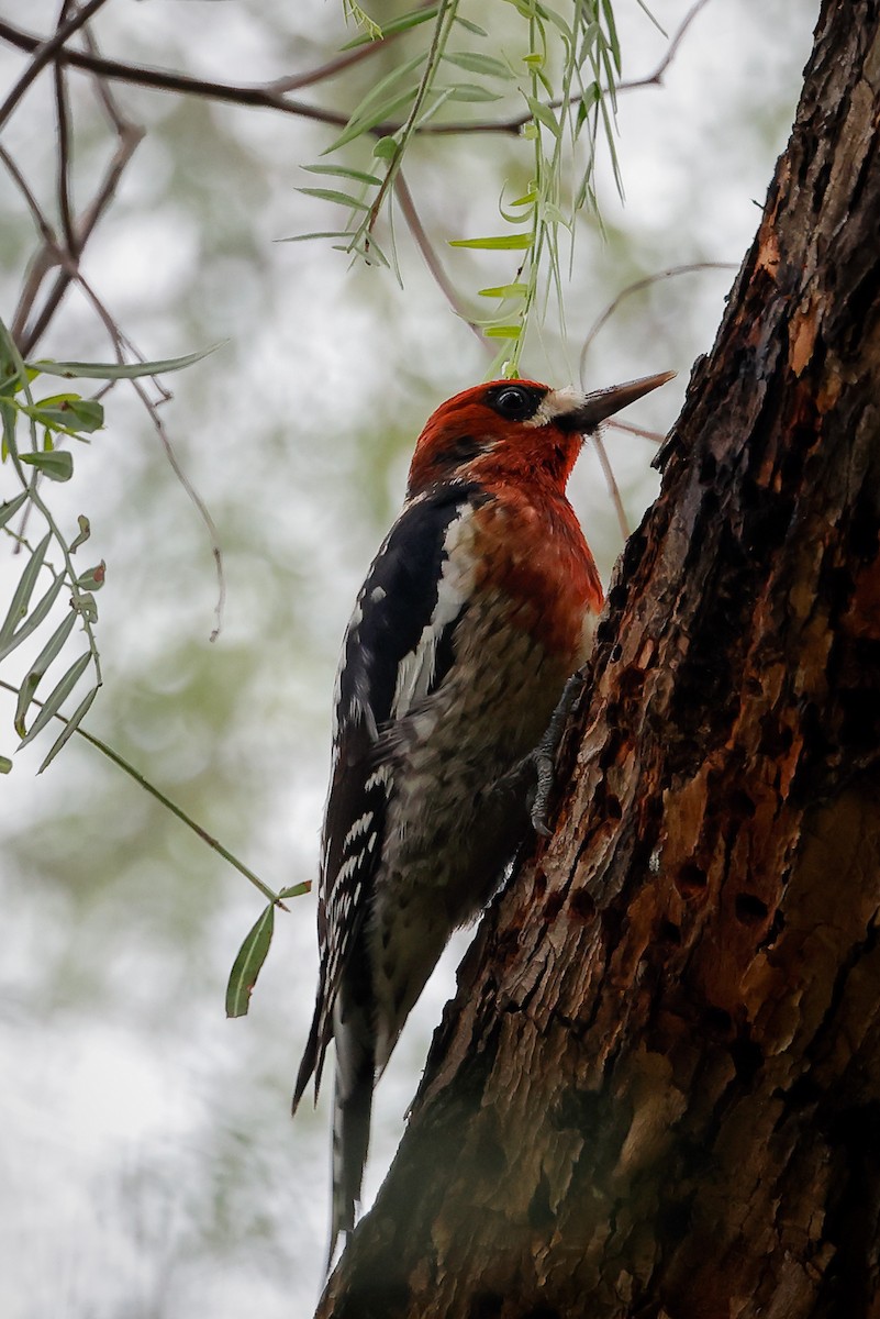 Red-breasted Sapsucker - ML523742401