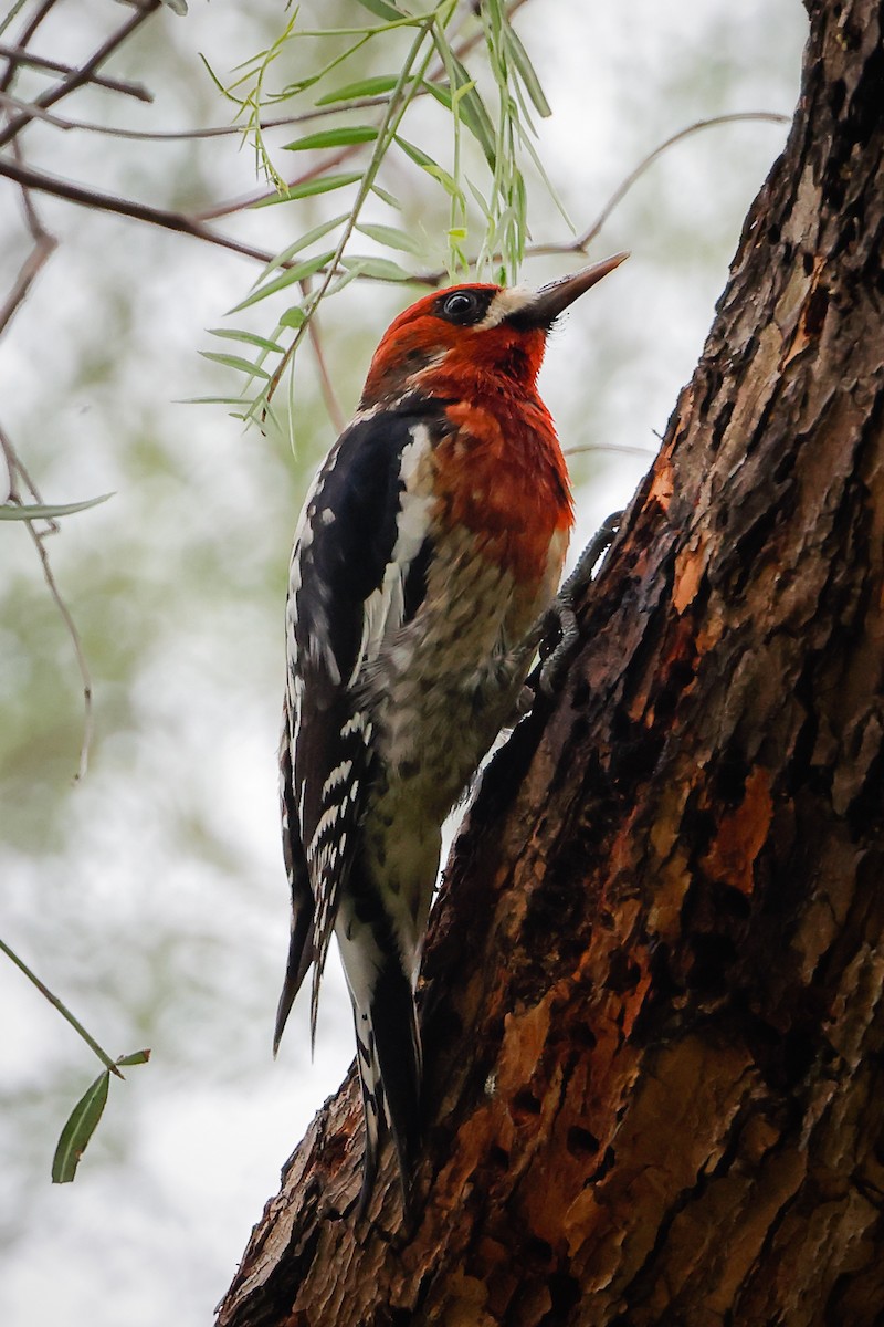 Red-breasted Sapsucker - ML523742541