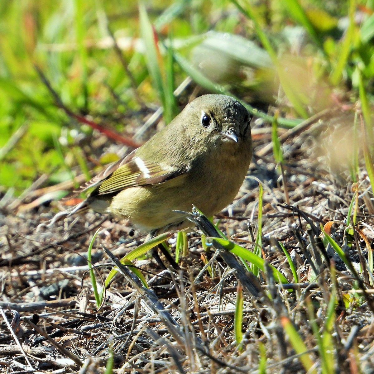 Ruby-crowned Kinglet - ML523743801