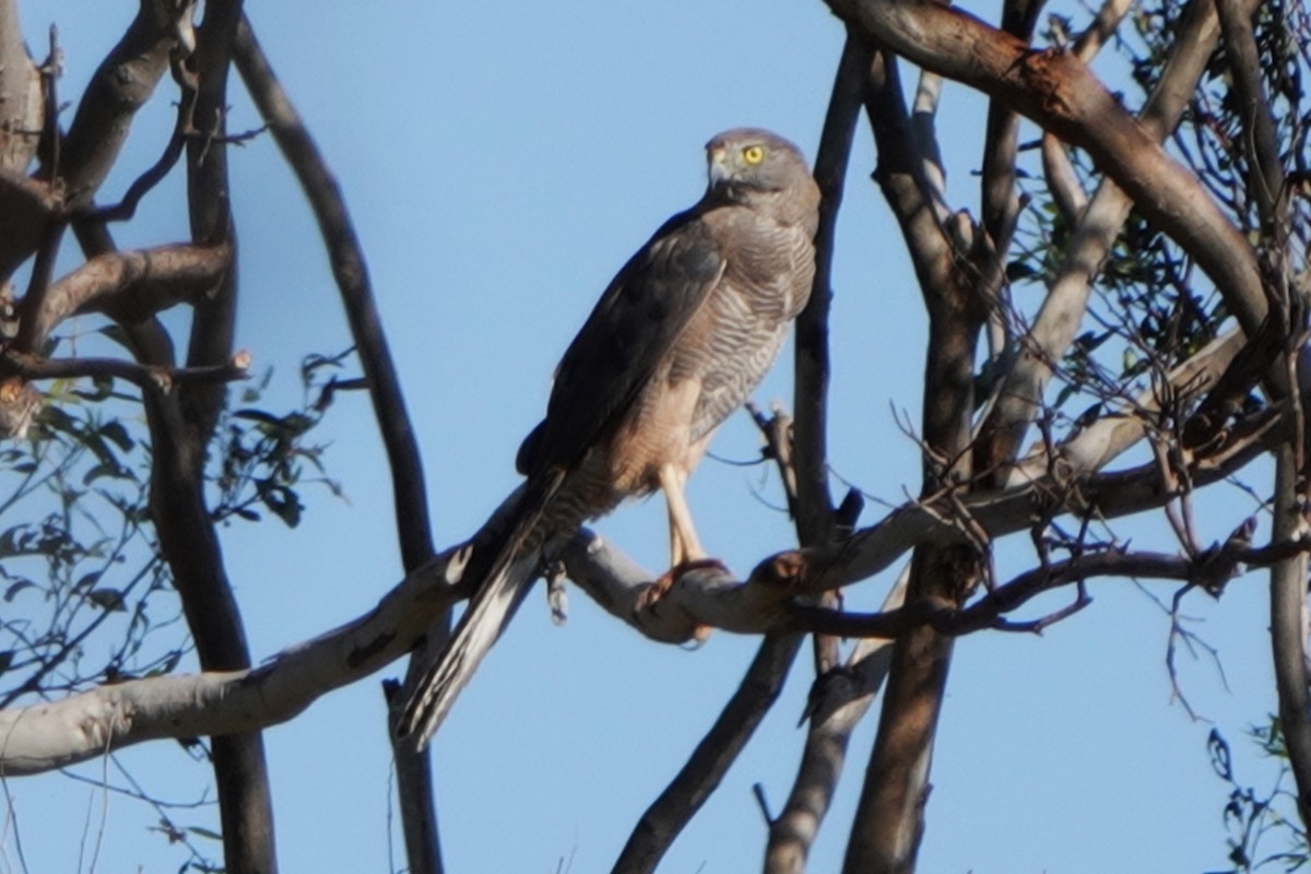 Brown Goshawk - ML523744011