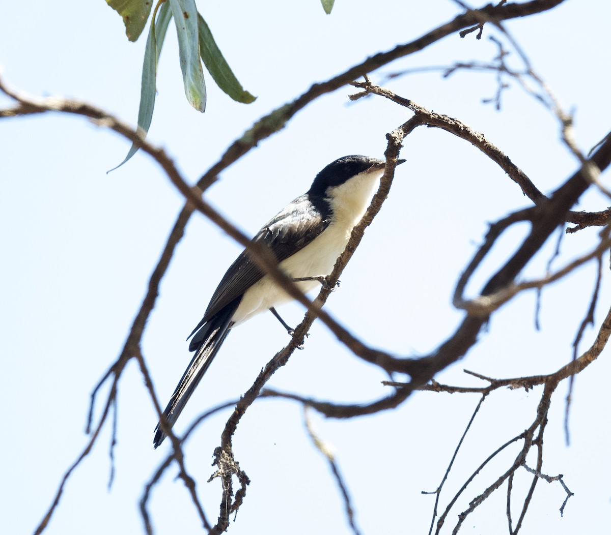 Restless Flycatcher - ML523744131