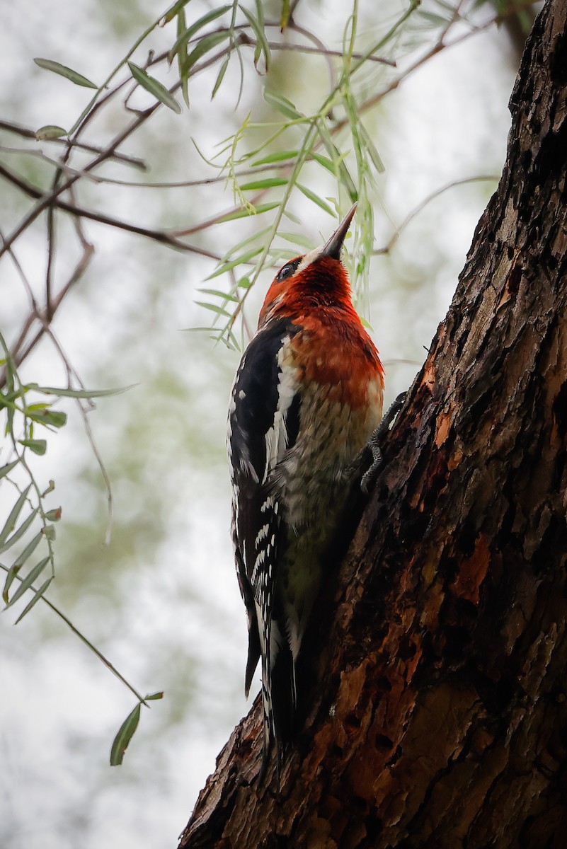 Red-breasted Sapsucker - ML523744551