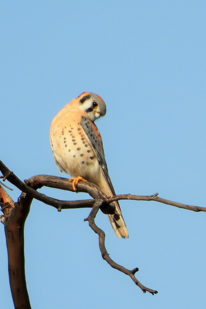 American Kestrel - ML523744841