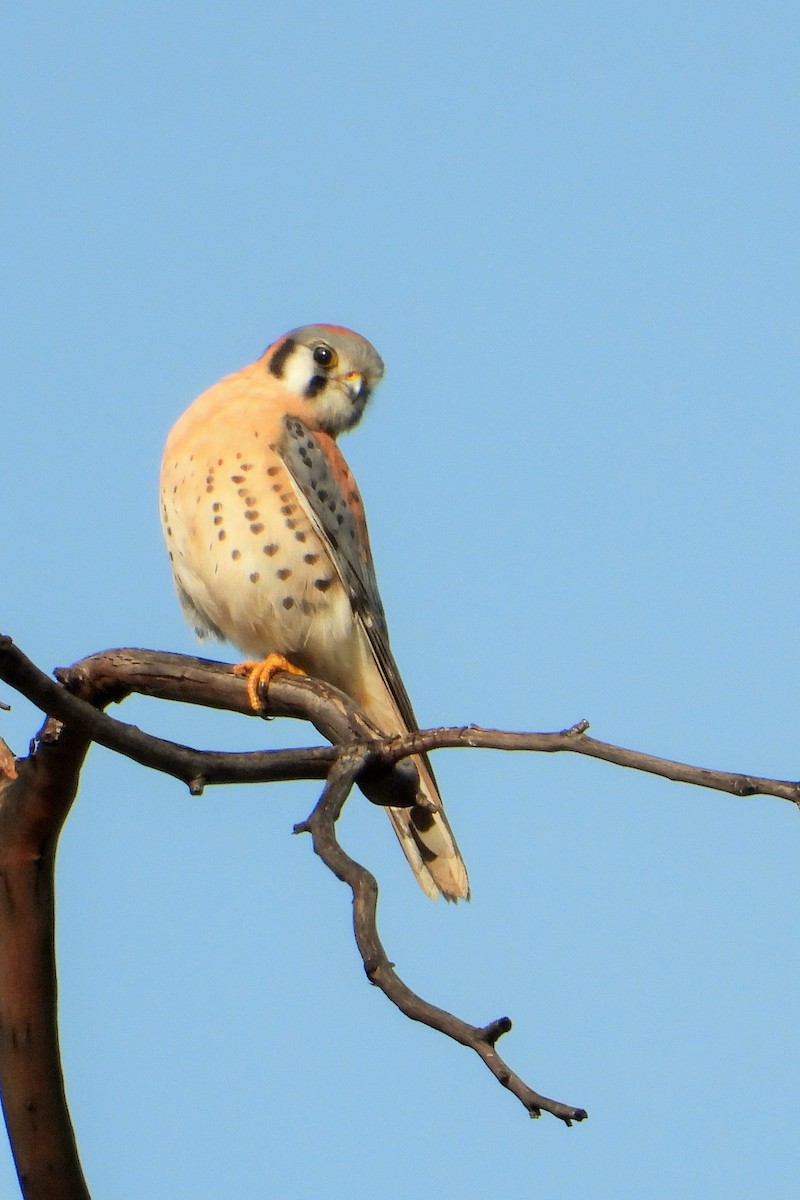 American Kestrel - ML523744931