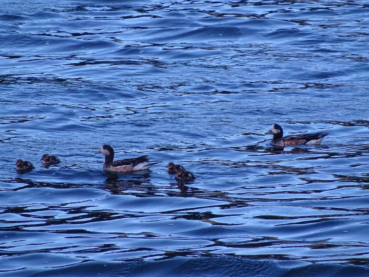 Chiloe Wigeon - ML523745241