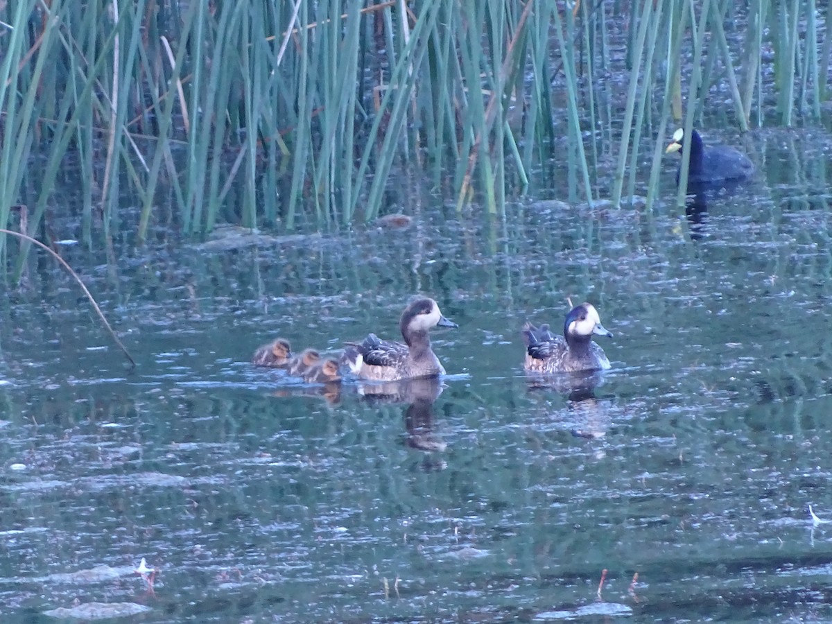 Chiloe Wigeon - ML523745631