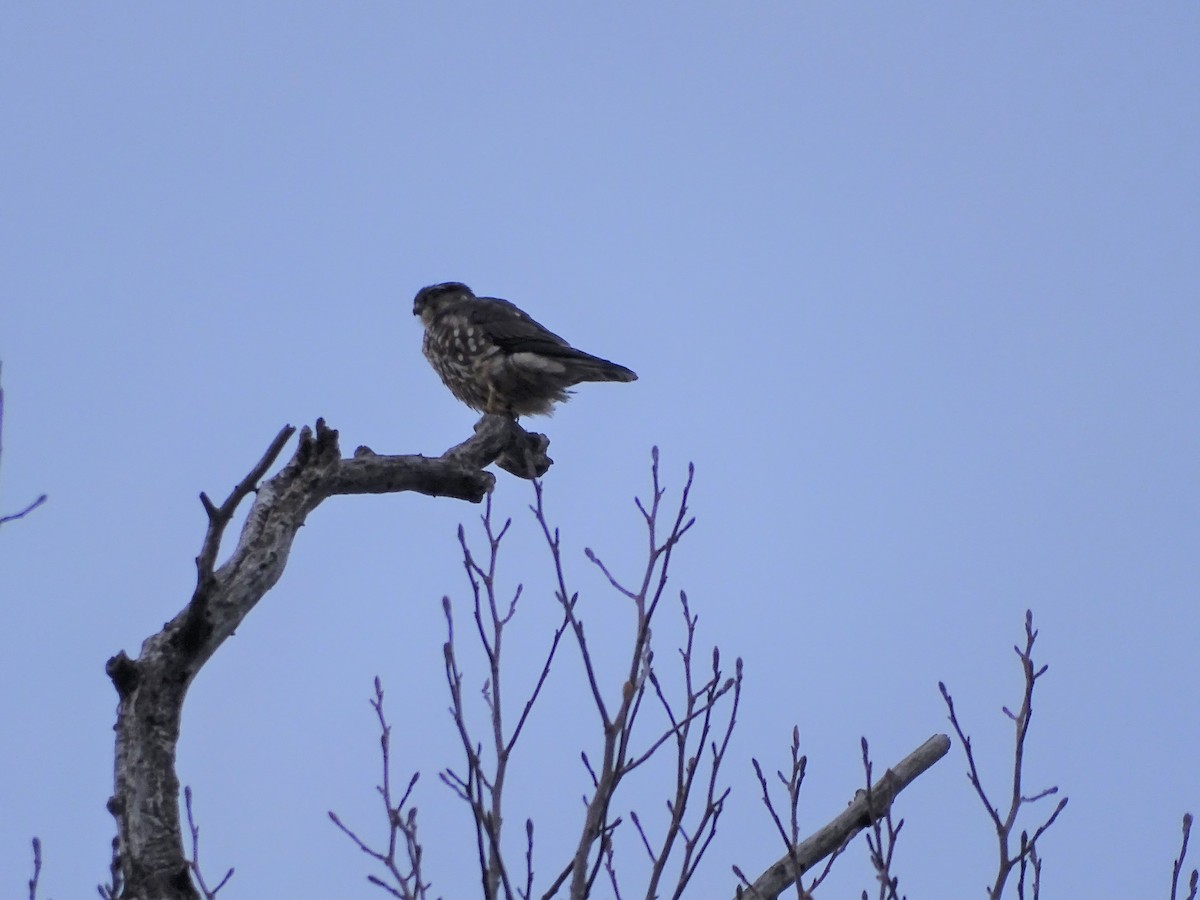 Merlin - ML523746131