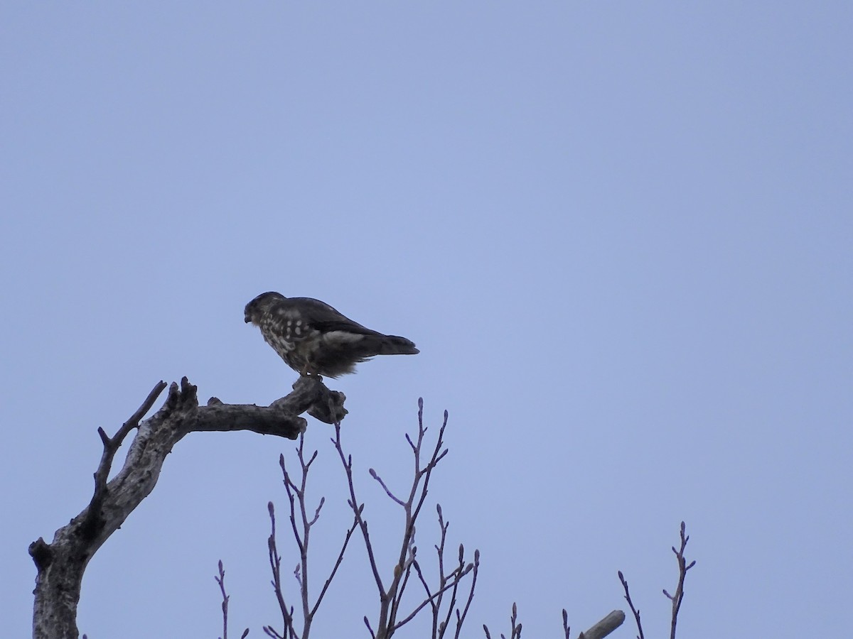 Merlin - ML523746151