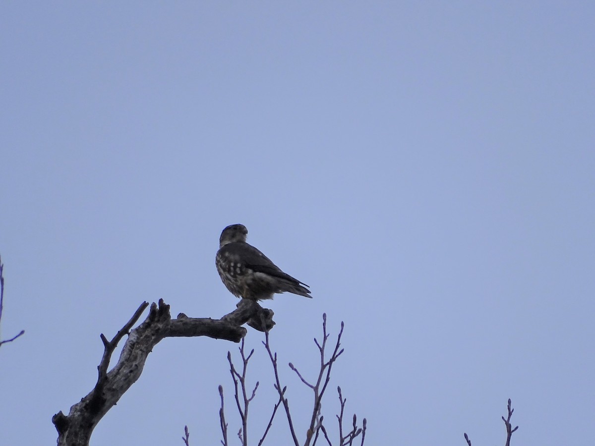 Merlin - ML523746161