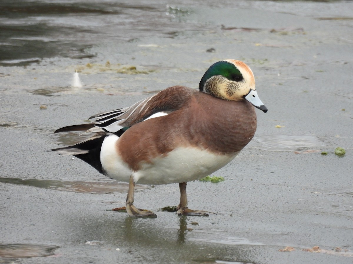 American Wigeon - ML523746241