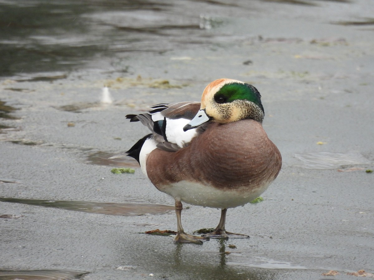 American Wigeon - ML523746471