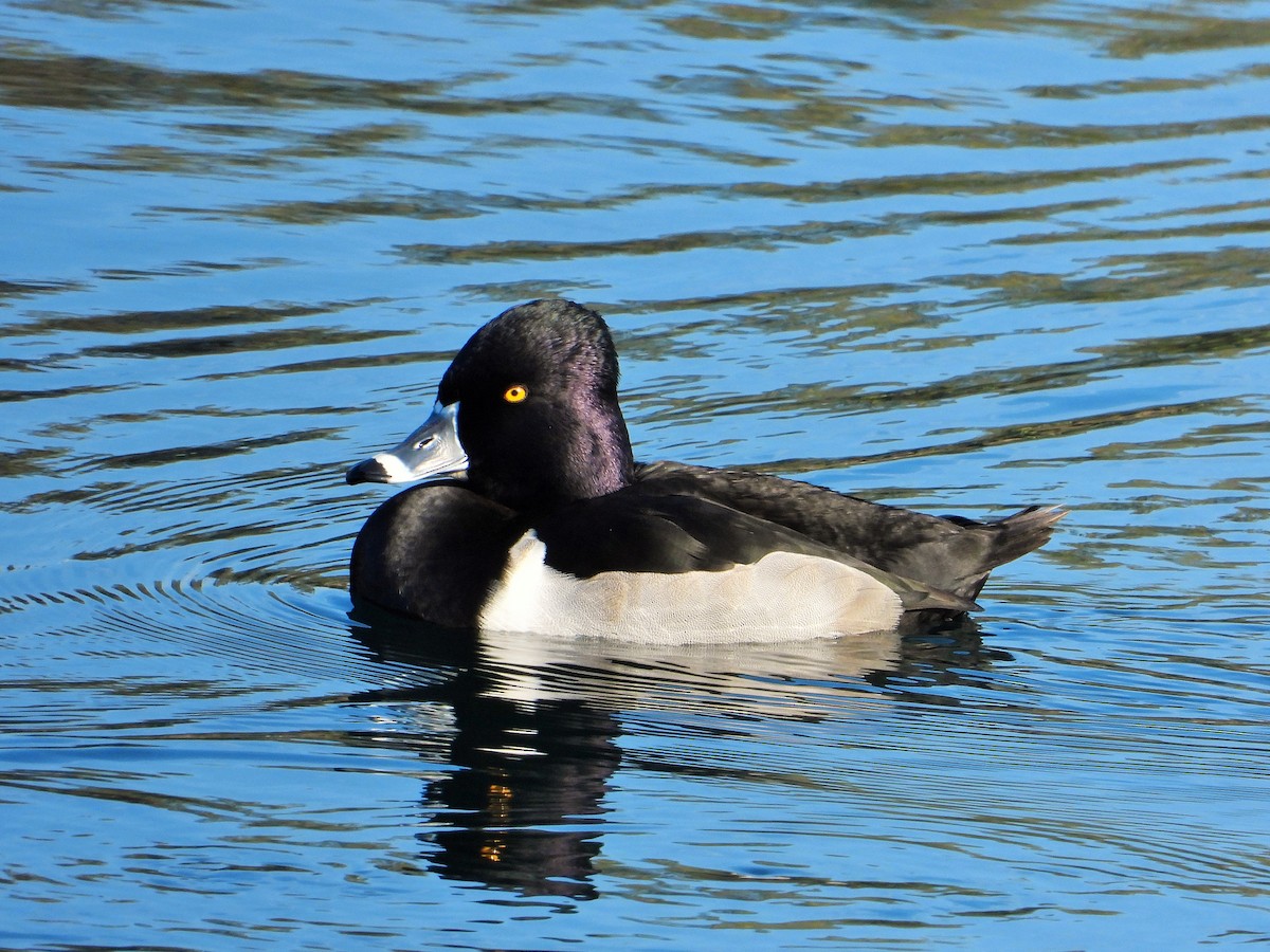 Ring-necked Duck - ML523746581
