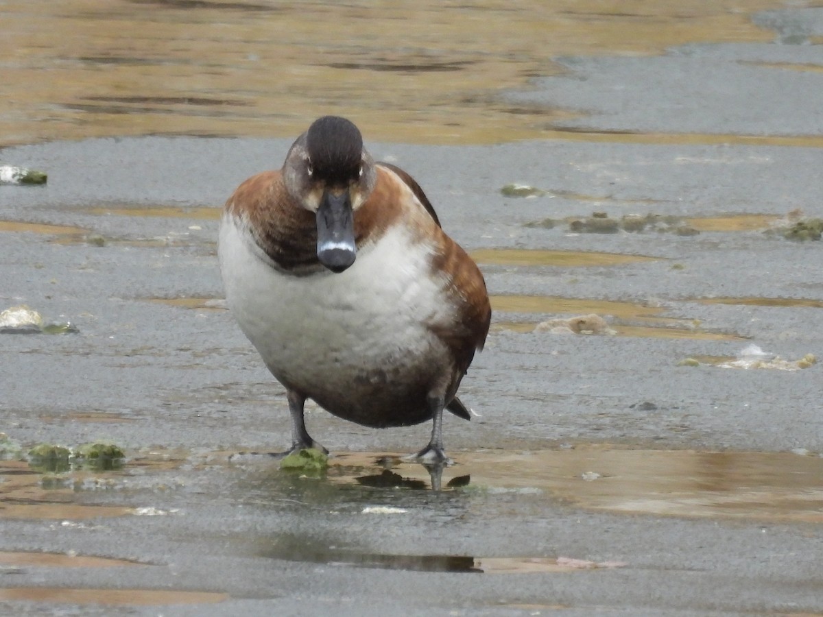 Ring-necked Duck - ML523746751