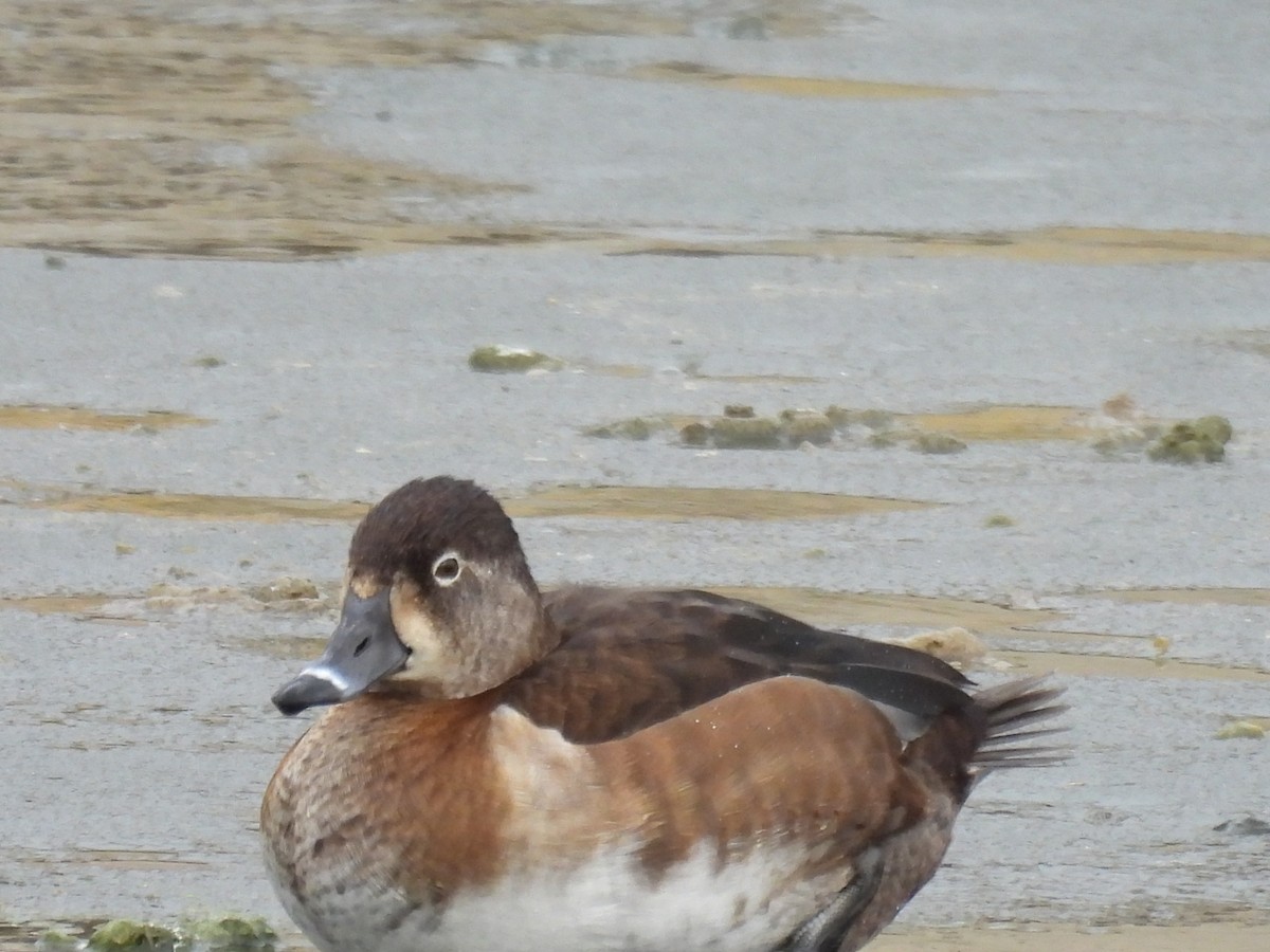 Ring-necked Duck - ML523747231