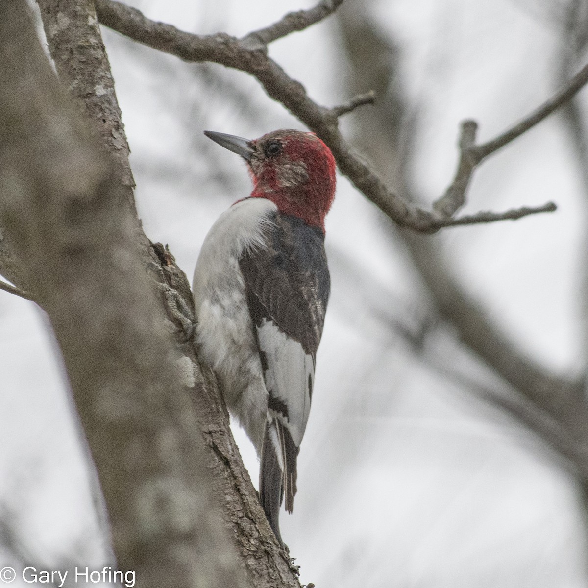 Red-headed Woodpecker - ML523747771