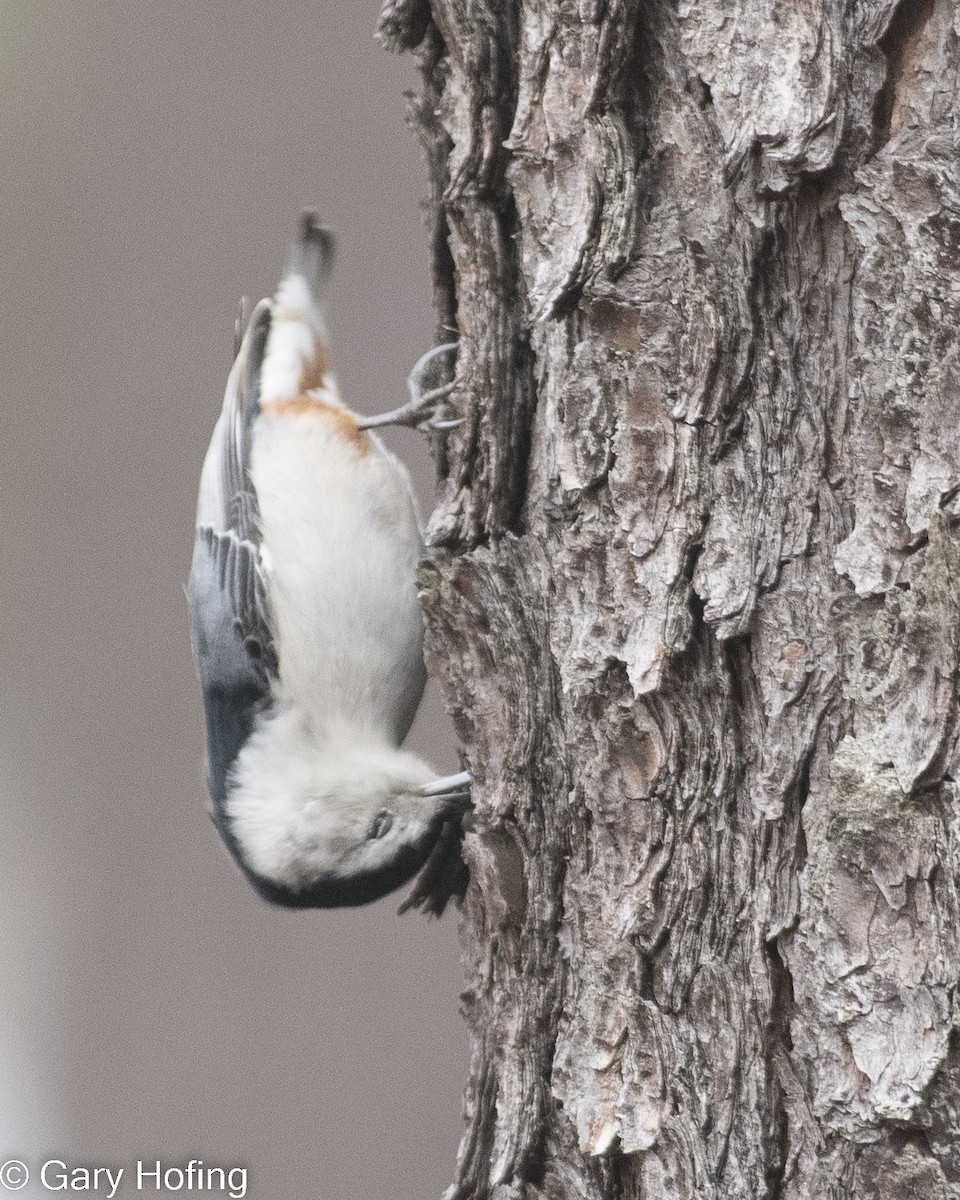 White-breasted Nuthatch - ML523747891