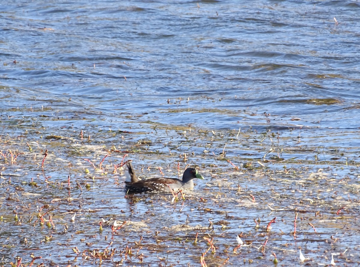 Spot-flanked Gallinule - Jonathan Contreras