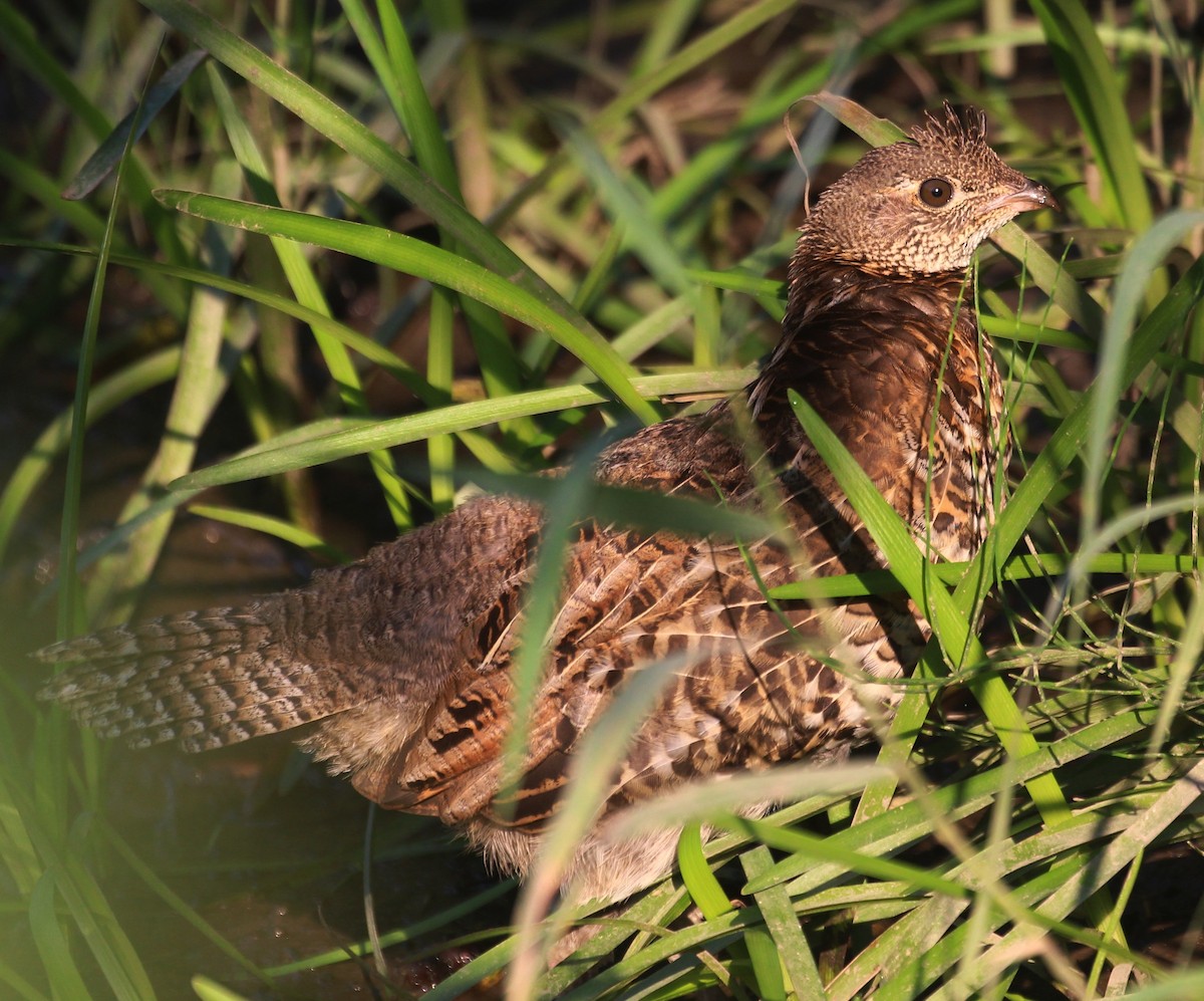 Ruffed Grouse - ML523751911