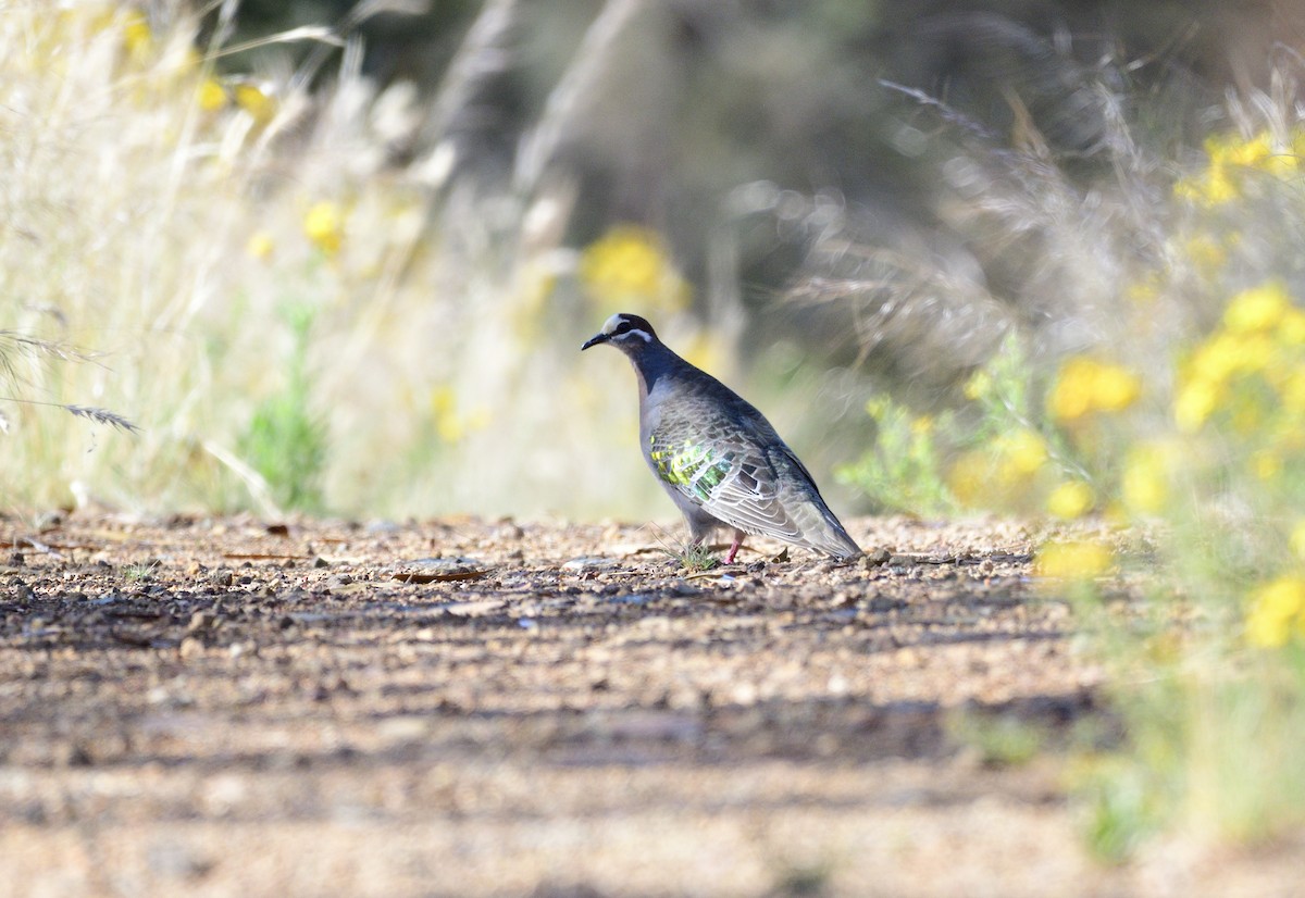 Common Bronzewing - ML523752611