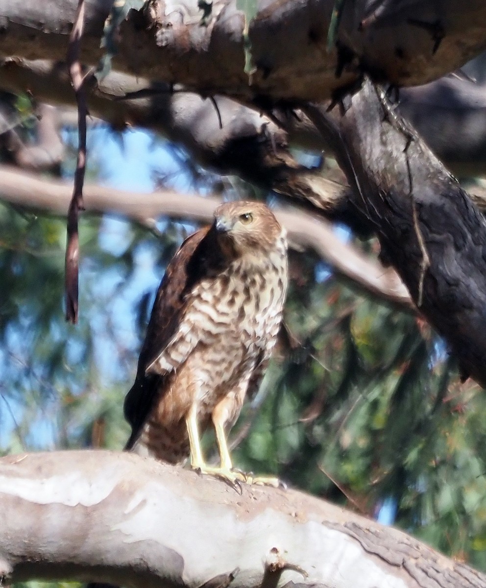 Brown Goshawk - ML523752961