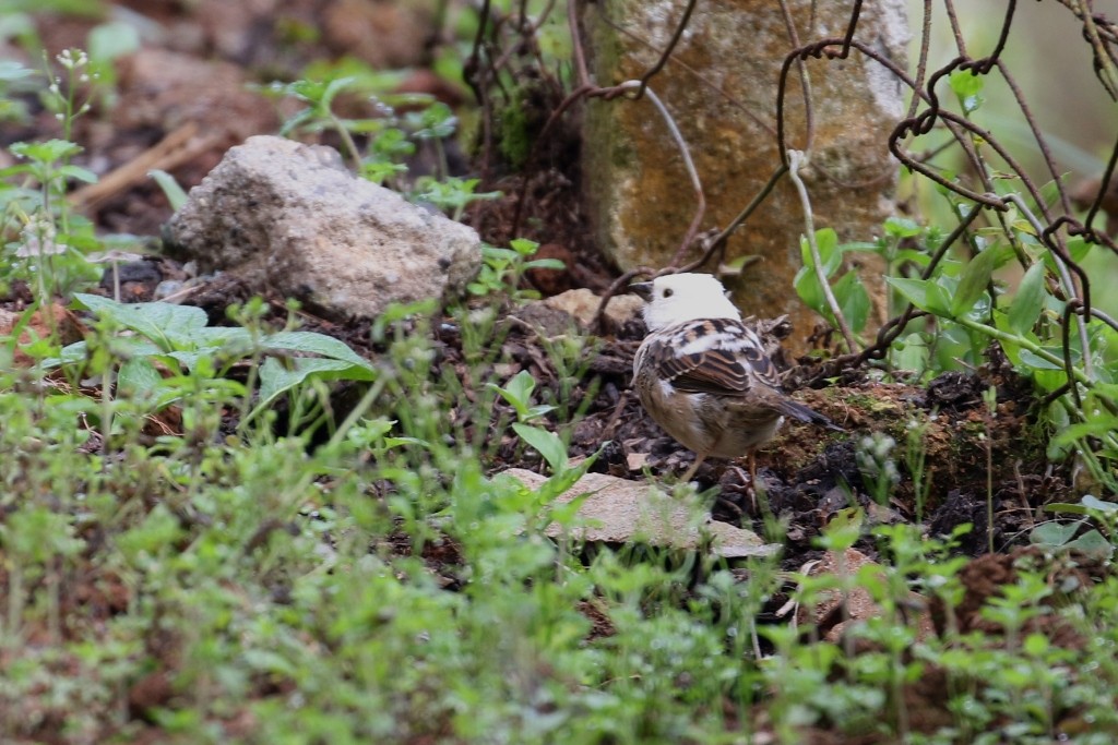 Rufous-collared Sparrow - ML52375311