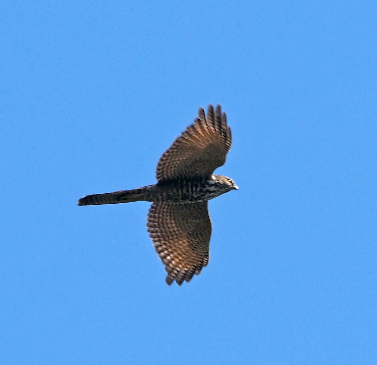 Brown Goshawk - ML523753271