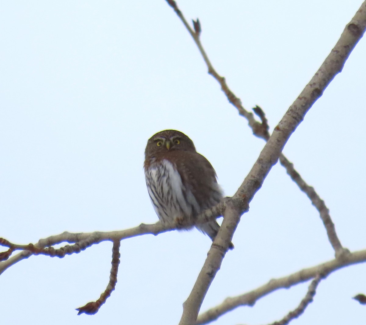 Northern Pygmy-Owl - ML523753351